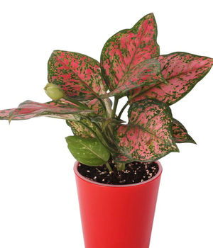 Aglaonema Pink Beauty Pla
