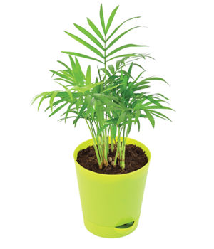 Bamboo Palm With Nursery 