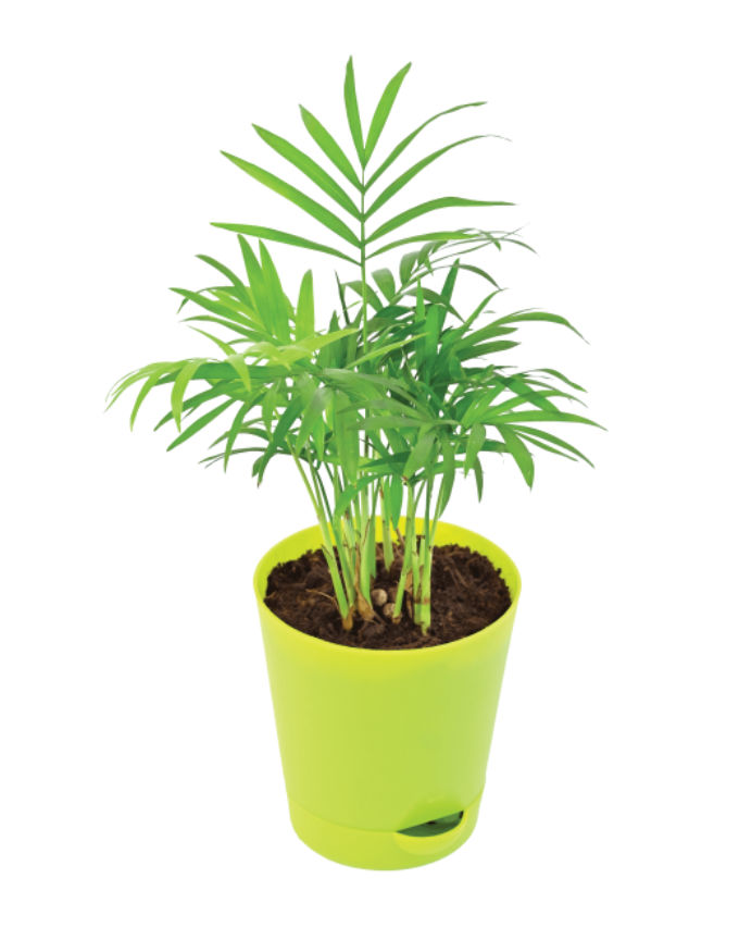 Bamboo Palm With Nursery Pot