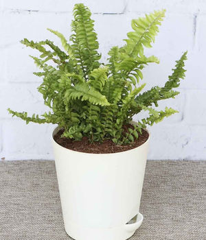 Green Fern Mini Plant Wit
