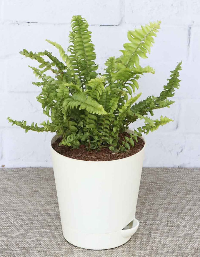 Green Fern Mini Plant With Nursery Pot