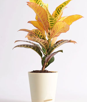 Croton Petra Plant With N