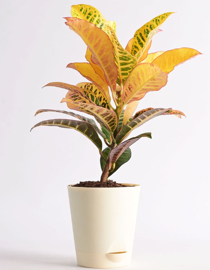 Croton Petra Plant With Nursery Pot - Medium