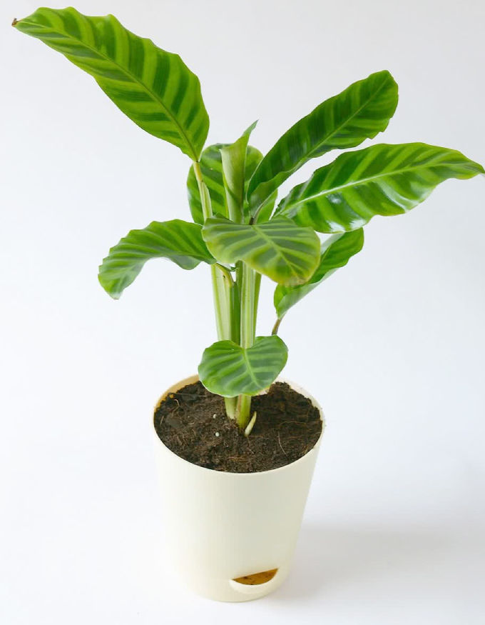 Calathea Zebrina Plant With Nursery Pot - Medium