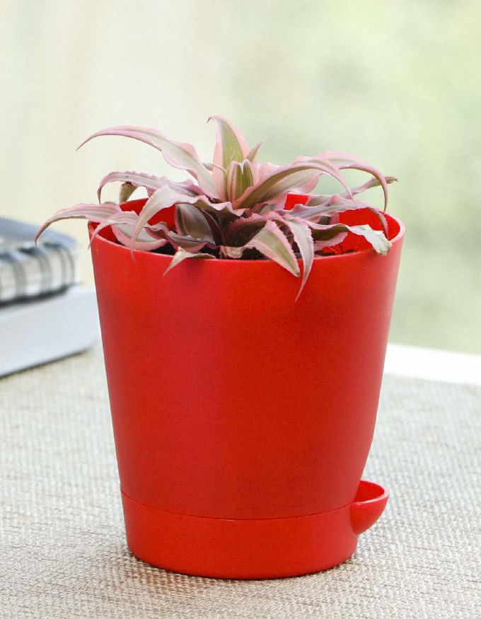 Earth Star Plant Pink With Nursery Pot