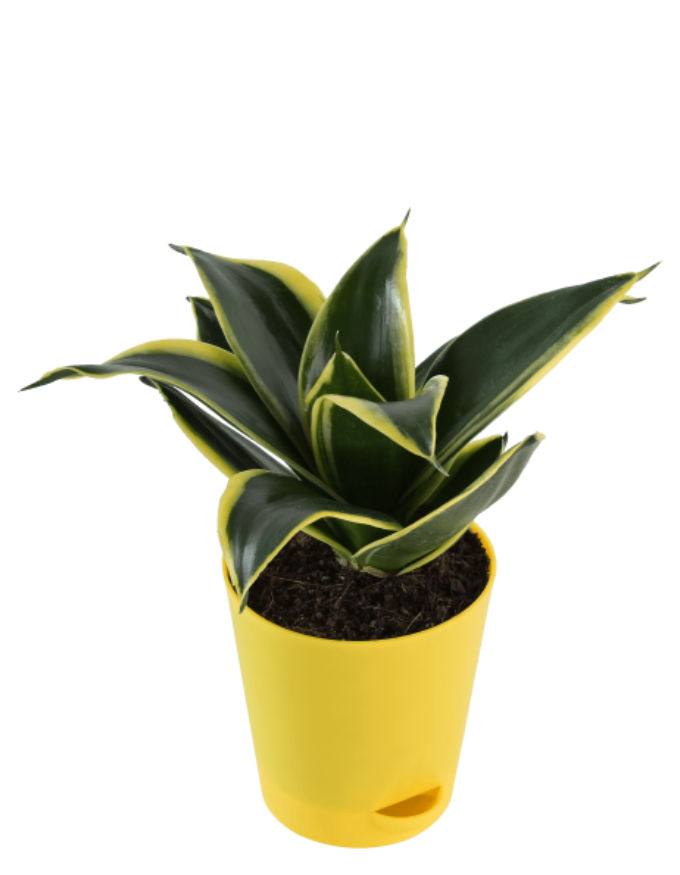 Snake plant (Sansevieria Golden Hahnii)