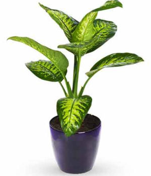Dieffenbachia Maculata