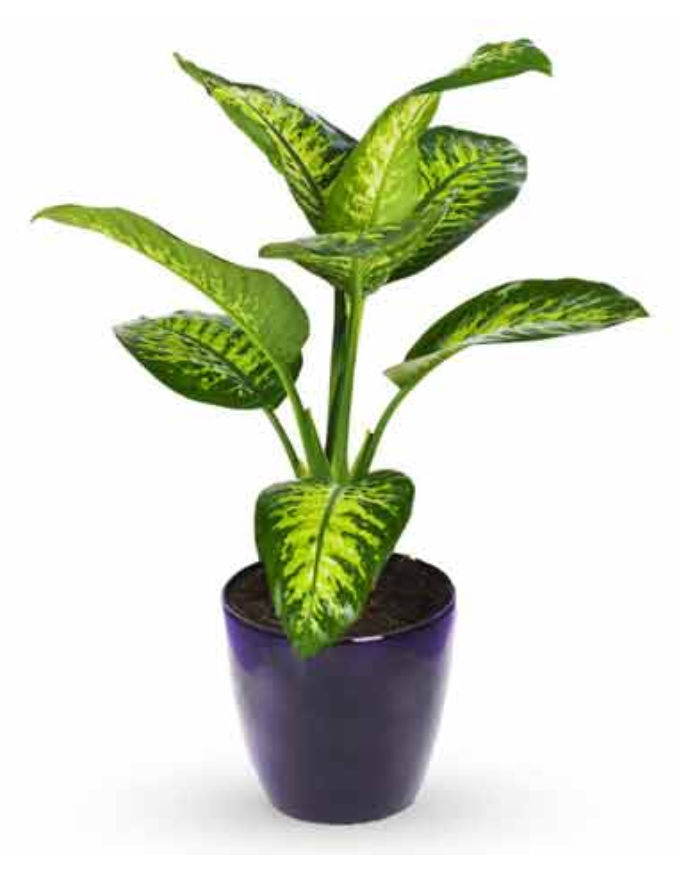 Dieffenbachia Maculata