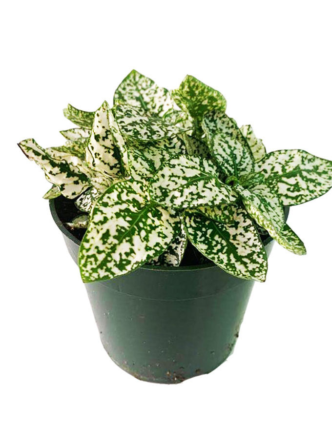 Polka Dot Plant (Hypoestes)