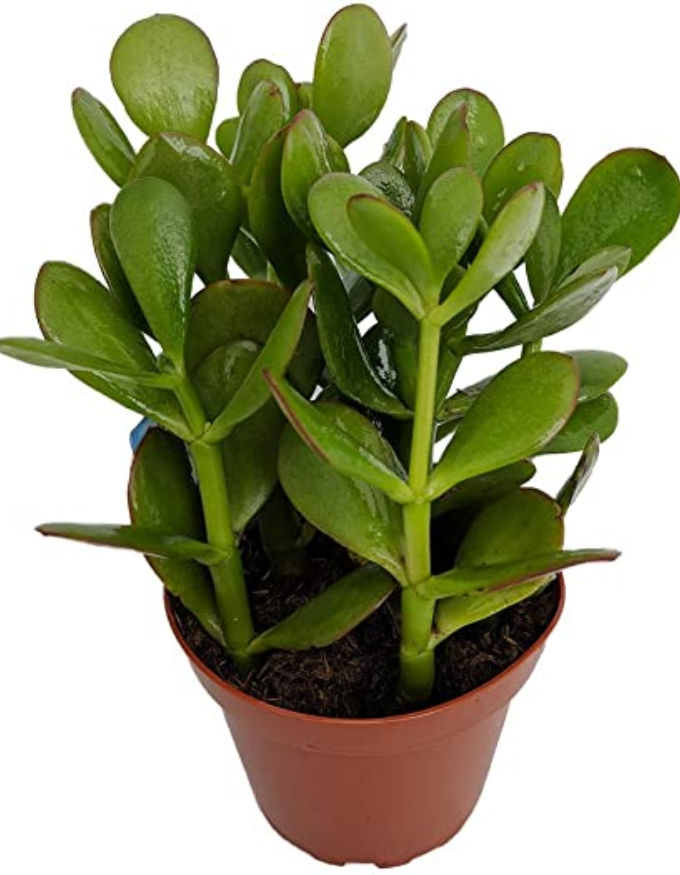 Jade Plant Crassula Ovata