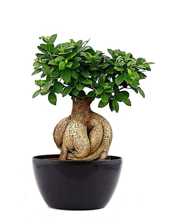 Grafted Ficus Bonsai Plant