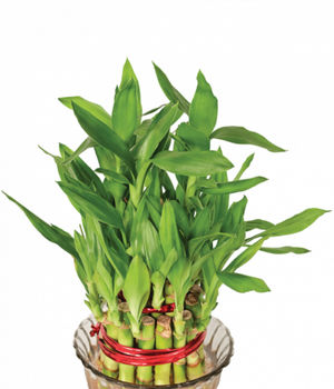 Lucky Bamboo Plant - 2 La
