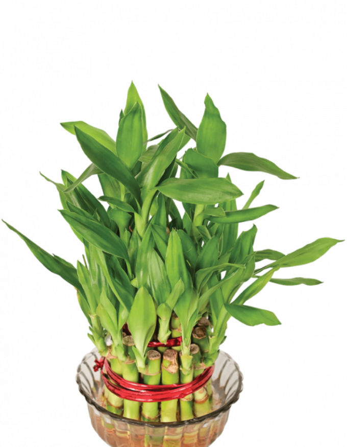 Lucky Bamboo Plant - 2 Layer