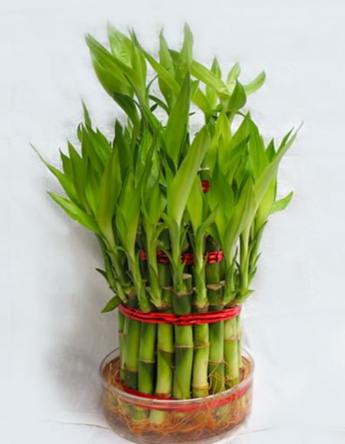 Lucky Bamboo Plant - 3 Layer