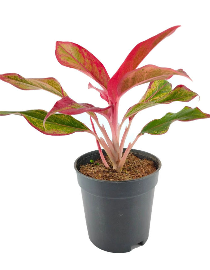 Aglaonema Red Lipstick (Medium)