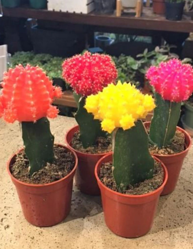 Moon Cactus
