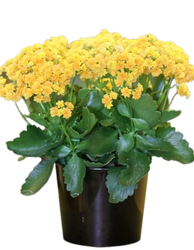 Kalanchoe Plant - Yellow