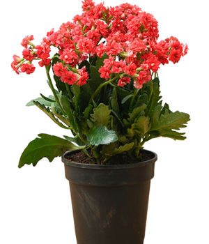 Kalanchoe Plant - Red