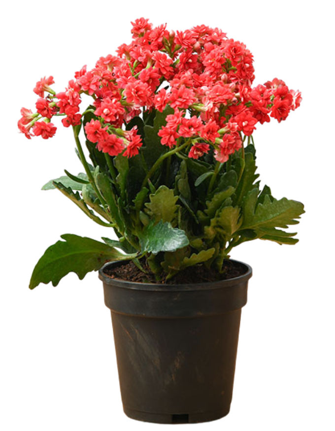 Kalanchoe Plant - Red