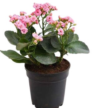 Kalanchoe Plant - Pink