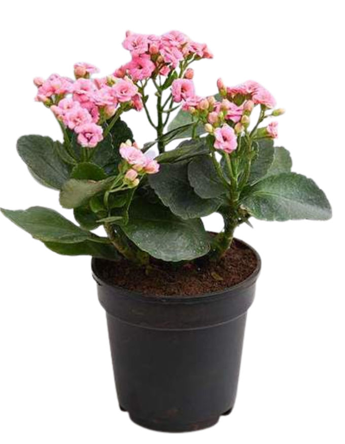 Kalanchoe Plant - Pink