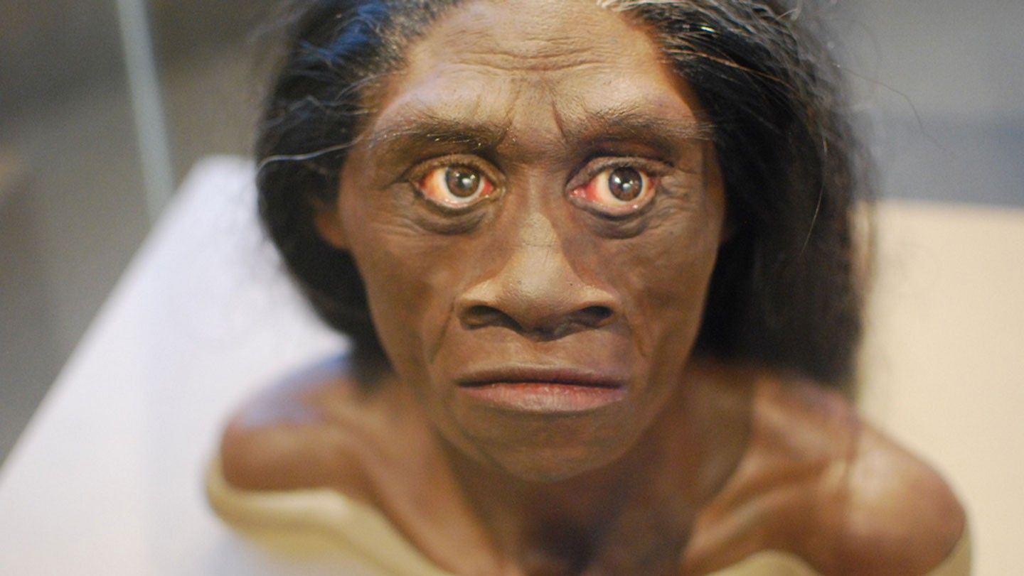 Hobbits Likely Scavenged Dragon Kills on Flores Island