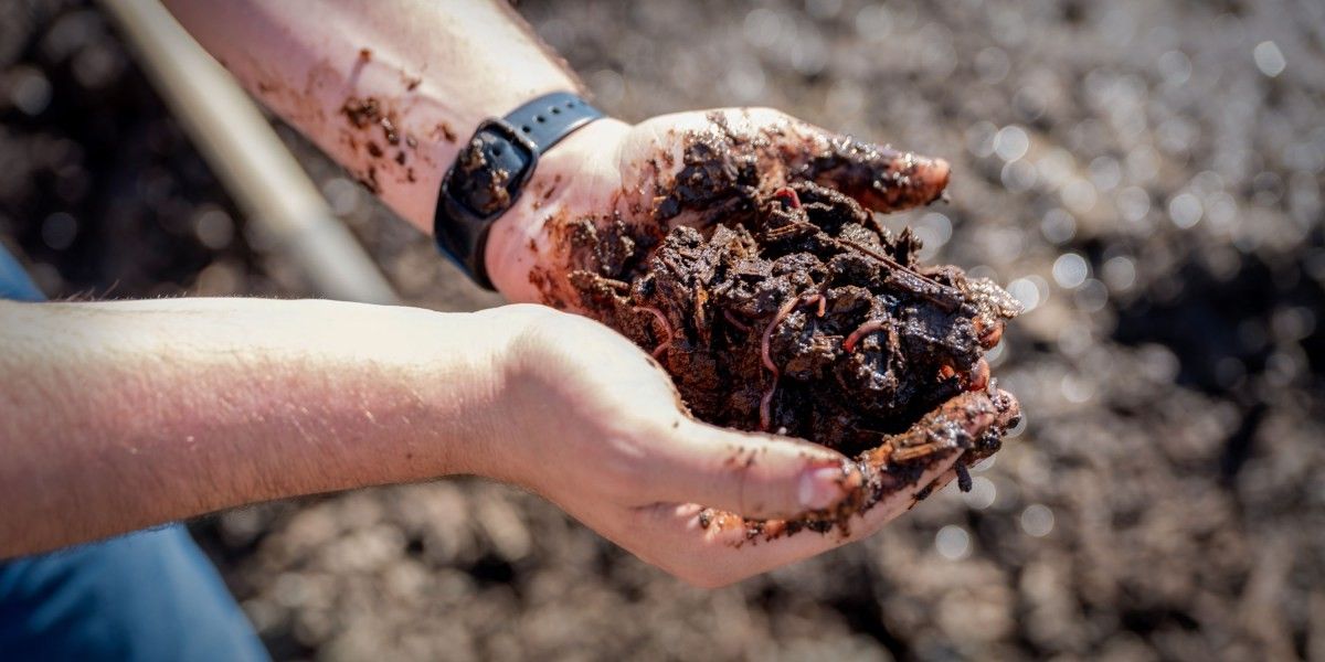 Worms and Microbes Offer a Natural Solution to Manure Pollution as Geoengineering Moves Toward Reality