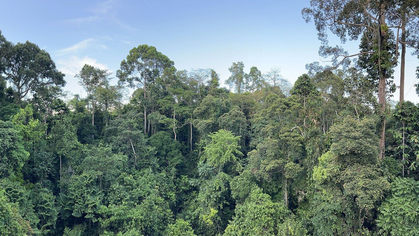 Giant Trees' Strategies to Thrive in Drought Conditions Revealed