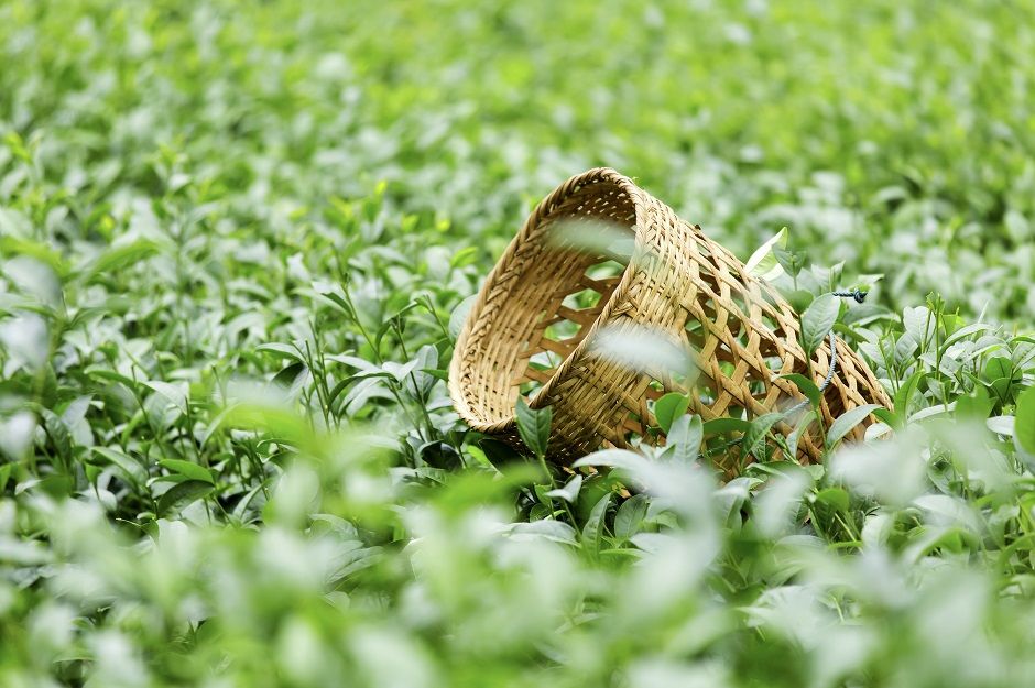 Efsane Mevlana Seylan Çayı (Ceylon tea) 217 şubat 2 3 küçük