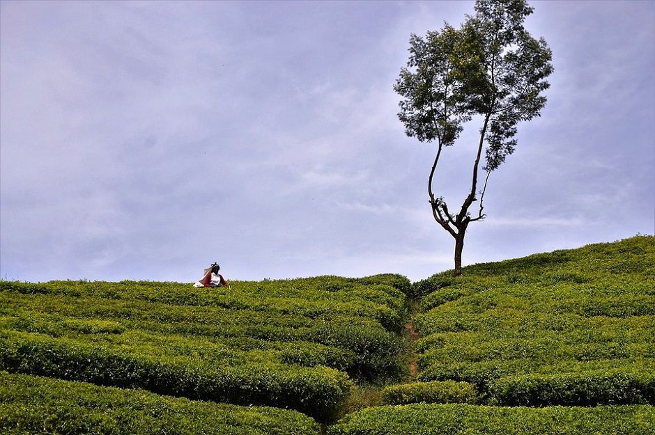 Dünyanın cennetinden güzel bir tat: Sri Lanka Seylan Çayı 202 tea plantation 3293812 960 720