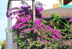 Lainnya 5 Nova Beach