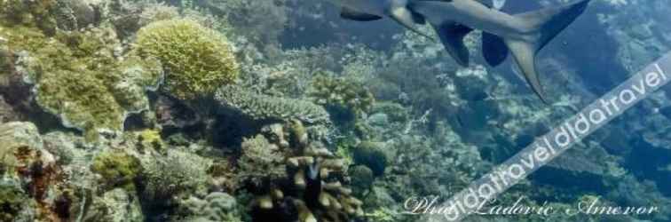 Lain-lain Benthos Bali Dive Resort