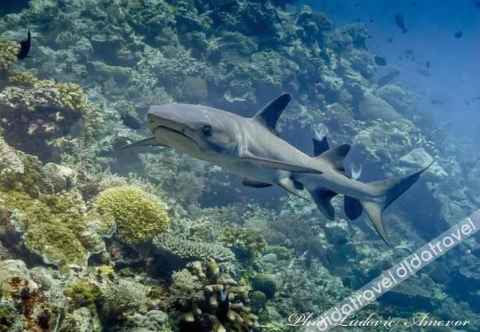 Others Benthos Bali Dive Resort