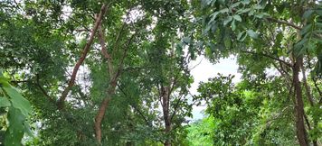ภายนอกอาคาร 6 Hua Hin Home Hill Resort
