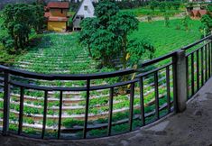 วิวและสถานที่ท่องเที่ยวใกล้เคียง 4 Cabin Puncak Dieng