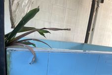 อื่นๆ Home Rama 4 near BTS Thong Lor