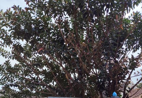 ล็อบบี้ Dinasty Living Villa