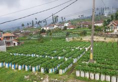 その他 3 Ciwidey Homestay 2