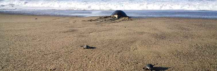 Sảnh chờ Java Turtle Lodge Meru Betiri