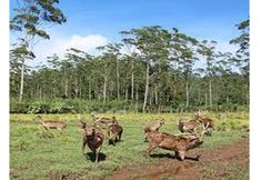 Pusat Kecergasan 6 Camping Rancaupas by Jo Adventure