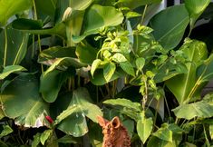 Others 5 Suga Estate