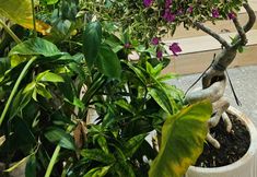 その他 2 Khoi - Homestay