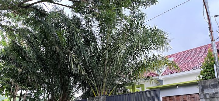 其他 2 Omah Sare MT Griya - Griya MT