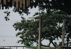 Others 4 Trikora Beach Glamping