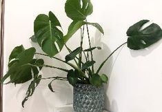 อื่นๆ 5 Netflix free - Luxury Condotel 2BR Skylake