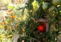Others 6 House With 7 Bedrooms in Lorca, With Wonderful Mountain View and Furnished Garden - 60 km From the Beach