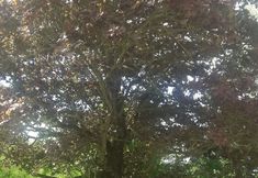기타 7 La Boiseraie