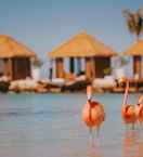 SWIMMING_POOL Renaissance Wind Creek Aruba Resort