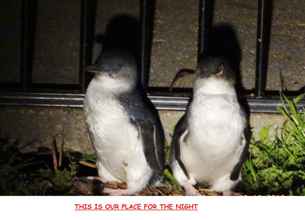 Lobi 4 Diamond Island Resort & Bicheno Penguin Show