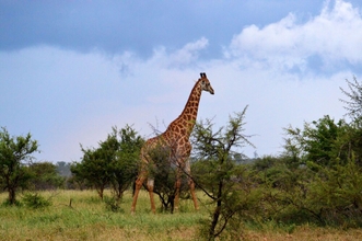 Exterior 4 Pestana Kruger Lodge